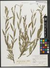 Foto von Salix pycnostachya Andersson